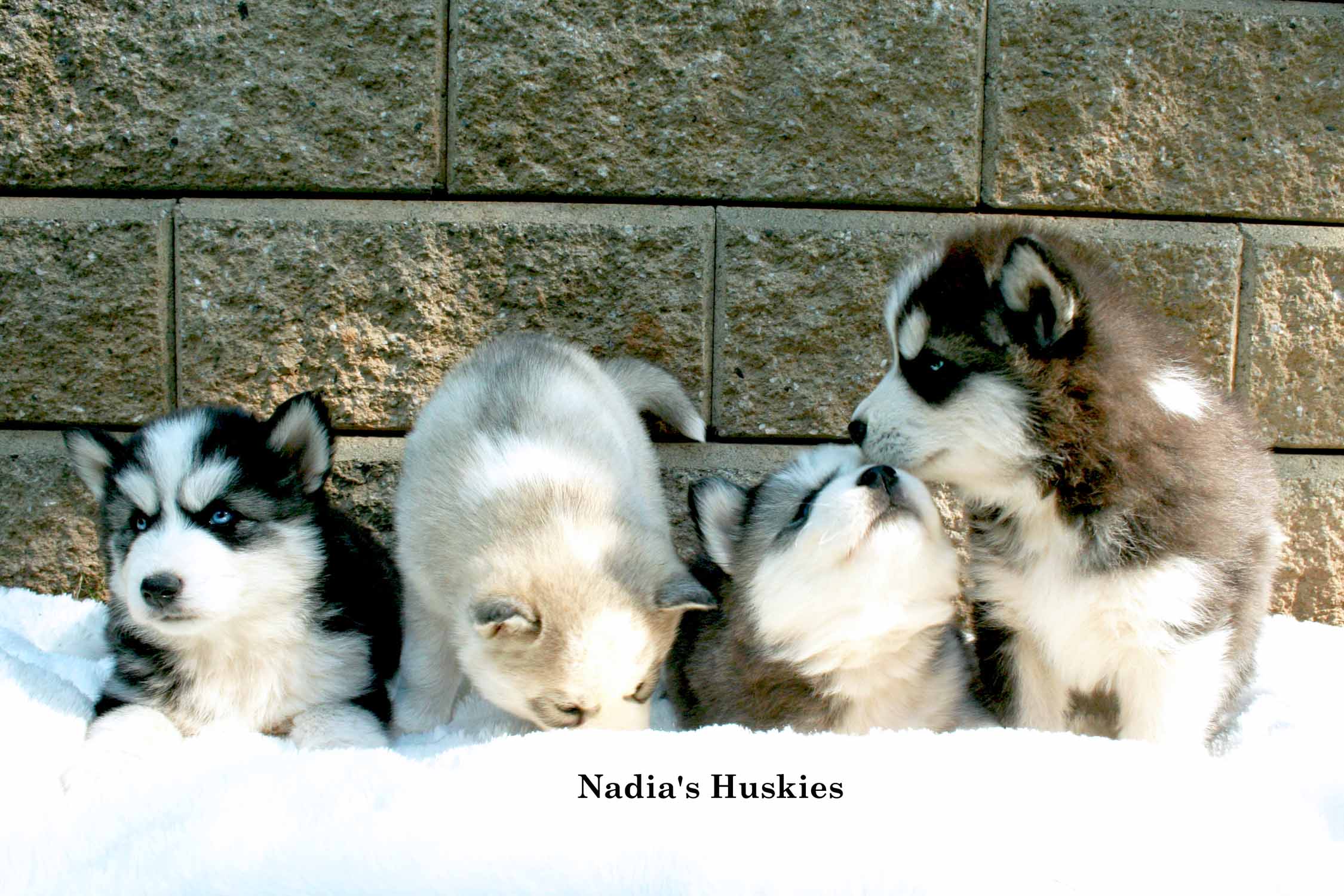 Nadiu's Huskies